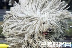 波利犬价格及智商 波利犬好养吗多少钱一只