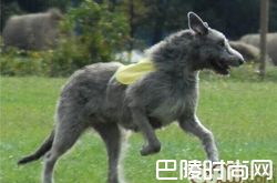 爱尔兰猎狼犬价格及智商 爱尔兰猎狼犬好养吗多少钱一只