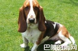 巴吉度猎犬价格及智商 巴吉度猎犬好养吗多少钱一只