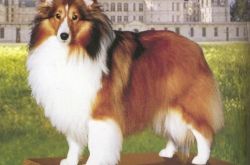 喜乐蒂牧羊犬价格及智商 喜乐蒂牧羊犬好养吗多少钱一只