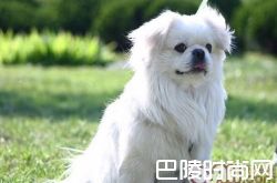 西藏猎犬价格及智商 西藏猎犬好养吗多少钱一只