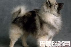 荷兰毛狮犬价格及智商 荷兰毛狮犬好养吗多少钱一只