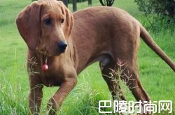 红骨猎浣熊犬价格及智商 红骨猎浣熊犬好养吗多少钱一只