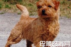 罗福梗价格及智商 罗福梗好养吗多少钱一只