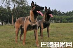 比利时玛利诺犬价格及智商 比利时玛利诺犬好养吗多少钱一只