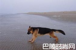 德国牧羊犬价格及智商 德国牧羊犬好养吗多少钱一只