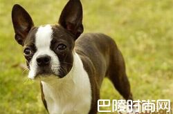 波士顿梗犬价格及智商 波士顿梗犬好养吗多少钱一只
