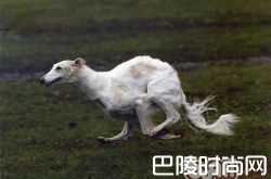 苏俄猎狼犬价格及智商 苏俄猎狼犬好养吗多少钱一只