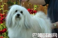 哈威那犬价格及智商 哈威那犬好养吗多少钱一只