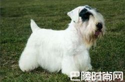 西里汉梗价格及智商 西里汉梗好养吗多少钱一只