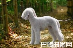 贝灵顿梗价格及智商 贝灵顿梗好养吗多少钱一只