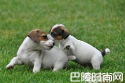 杰克罗素梗价格及智商 杰克罗素梗好养吗多少钱一只