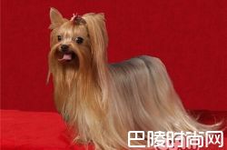 约克夏价格及智商 约克夏好养吗多少钱一只