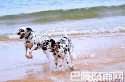 大麦町犬价格及智商 大麦町犬好养吗多少钱一只