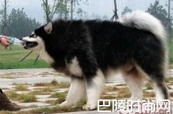 阿拉斯加雪橇犬价格及智商 阿拉斯加雪橇犬好养吗多少钱一只