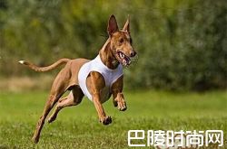 法老王猎犬价格及智商 法老王猎犬好养吗多少钱一只