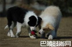边境牧羊犬价格及智商 边境牧羊犬好养吗多少钱一只