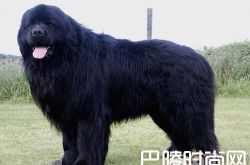 纽芬兰犬价格及智商 纽芬兰犬好养吗多少钱一只