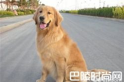 金毛犬价格及智商 金毛犬好养吗多少钱一只