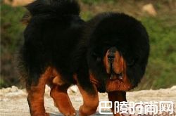 藏獒价格及智商 藏獒好养吗多少钱一只