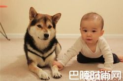 柴犬价格及智商 柴犬好养吗多少钱一只