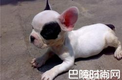 法国斗牛犬价格及智商 法国斗牛犬好养吗多少钱一只