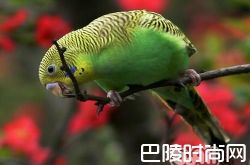 虎皮鹦鹉价格及智商 虎皮鹦鹉好养吗多少钱一只