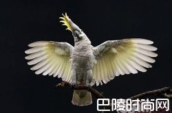 小葵花凤头鹦鹉价格及智商 小葵花凤头鹦鹉好养吗多少钱一只