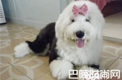 英国古代牧羊犬价格及智商 英国古代牧羊犬好养吗多少钱一只