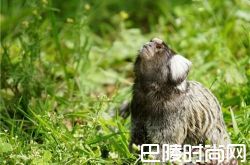 狨猴价格及智商 狨猴好养吗多少钱一只