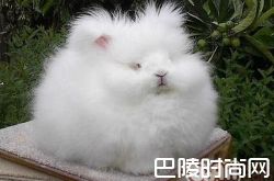 安哥拉兔价格及智商 安哥拉兔好养吗多少钱一只