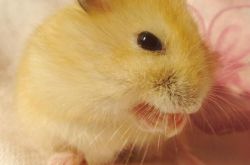 布丁仓鼠价格及智商 布丁仓鼠好养吗多少钱一只