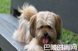 拉萨犬价格及智商 拉萨犬好养吗多少钱一只