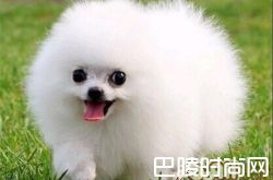 博美犬价格及智商 博美犬好养吗多少钱一只
