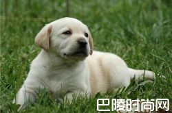 拉布拉多猎犬价格及智商 拉布拉多猎犬好养吗多少钱一只