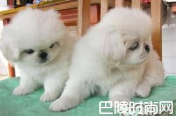 京巴犬价格及智商 京巴犬好养吗多少钱一只