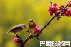 相思鸟价格及智商 相思鸟好养吗多少钱一只