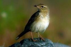 百灵鸟价格及智商 百灵鸟好养吗多少钱一只