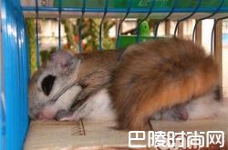 日本小鼯鼠价格及智商 日本小鼯鼠好养吗多少钱一只