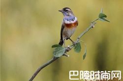 蓝点颏价格及智商 蓝点颏好养吗多少钱一只