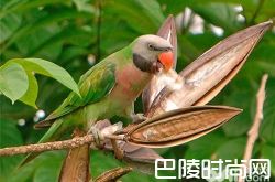 大绯胸鹦鹉价格及智商 大绯胸鹦鹉好养吗多少钱一只