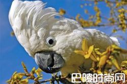 雨伞凤头鹦鹉价格及智商 雨伞凤头鹦鹉好养吗多少钱一只