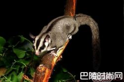 澳洲蜜袋鼯价格及智商 澳洲蜜袋鼯好养吗多少钱一只