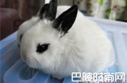 荷兰兔价格及智商 荷兰兔好养吗多少钱一只