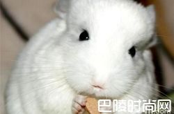 纯白龙猫价格及智商 纯白龙猫好养吗多少钱一只