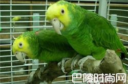 双黄头亚马逊鹦鹉价格及智商 双黄头亚马逊鹦鹉好养吗多少钱一只