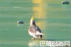 鸡尾鹦鹉价格及智商 鸡尾鹦鹉好养吗多少钱一只