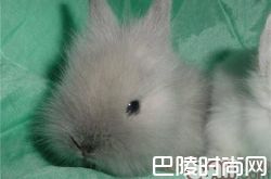 狮子兔价格及智商 狮子兔好养吗多少钱一只