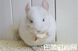 粉白龙猫价格及智商 粉白龙猫好养吗多少钱一只