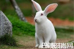 中国白兔价格及智商 中国白兔好养吗多少钱一只